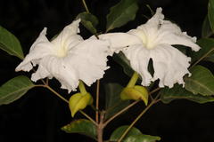 Dolichandrone atrovirens